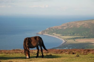 Exmoor Ponies
